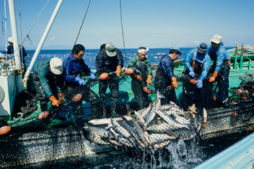Россия не разрешила Японии добычу рыбы у Кунашира